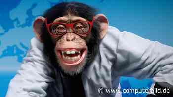 Charly digital: Trigema-Affe wird bald von einer KI erzeugt