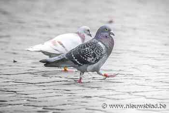 Aantal duiven in Mechelen met een derde gedaald in drie jaar tijd: “Dankzij anticonceptie en voederverbod”