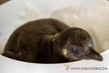 Zwartvoetpinguïn Zazou jongste aanwinst in Antwerpse Zoo