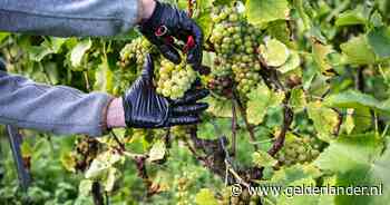 Dit wijndorp baalt: door karige druivenoogst dreigt ineens schaarste