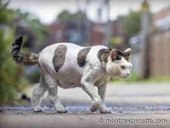 Does that cat need help? Tips on when to intervene and what to do