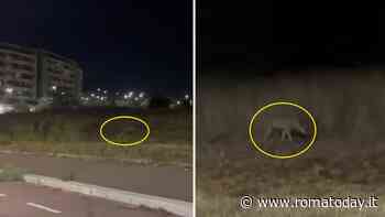Parco delle Sabine, avvistato un lupo a bordo strada