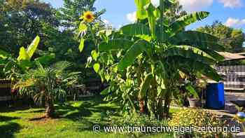 In diesem Gifhorner Garten fühlen sich nicht nur Bananen wohl
