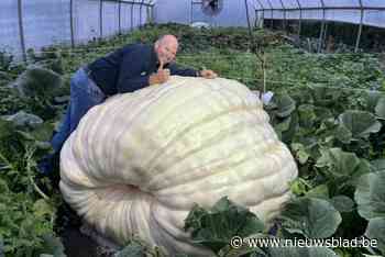 Mario (50) hoopt wereldrecord zwaarste pompoen binnen te halen: “Ik ben onlangs vijftig geworden, het zou een mooi cadeau zijn”