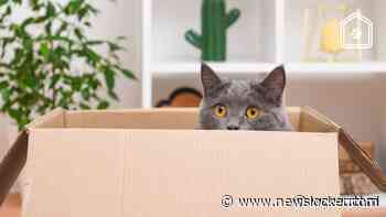 Zo laat je je kat het beste wennen aan een nieuw thuis