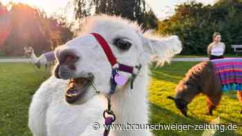 Auf Tuchfühlung: Was Braunschweigs Alpaka-Touren besonders macht