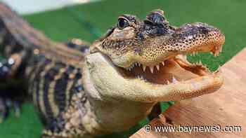 Marion County man charged with keeping alligators in his backyard pool