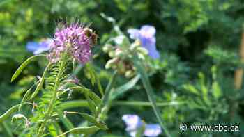 7 wildflowers that will help your Prairie garden thrive