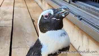 Japan vindt in gevangenschap geboren pinguïn na twee weken terug in open zee