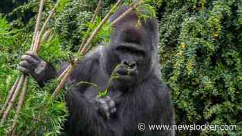 Gorilla's die helende planten eten kunnen helpen bij zoektocht nieuwe medicijnen