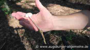 Pilze sammeln im Landkreis Augsburg: „Da kommt der Jagdinstinkt.“