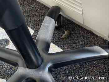 Bats, rats and bedbugs: Ottawa public servants returning to pest-ridden buildings