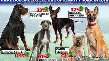 Do you know your Gordon Setter from your Deerhound? Rare dog breeds soar in popularity in the UK this year, report reveals