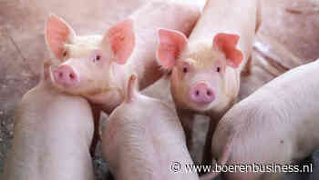 Hoger aantal vleesvarkens verhult krimpt Britse sector