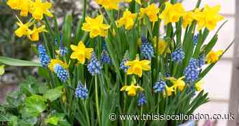 Save time and money on these blooming fast drop-in bulbs!