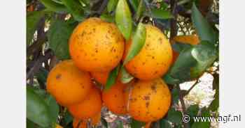 La Unió eist koudebehandeling vanwege oplopend aantal quarantaineziekten in importcitrus