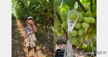 Vroege oogst Griekse druiven