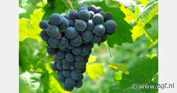 Moldavië ziet druivenexport naar EU met 125% toenemen