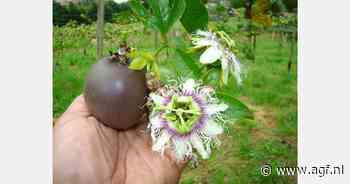 Export Colombiaans passiefruit in de lift