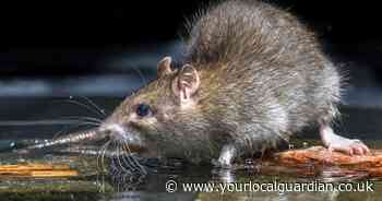 It's rodent season - experts share 6 steps to keep rats away from UK homes