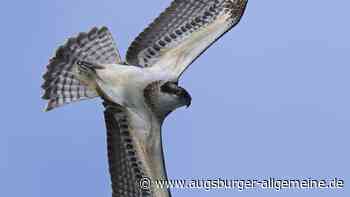 Am Ammersee sind zwei junge Fischadler flügge geworden
