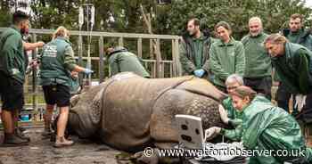 Zoo 'heartbroken' after Beluki the rhino put down