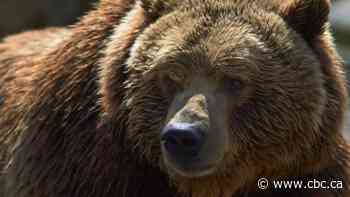 Grizzly bear attack survivor shares his story