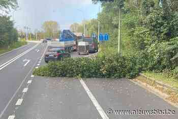 Afrit E314 in Houthalen deels versperd door omgevallen boom