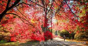Nature Notes: Magical qualities of autumn