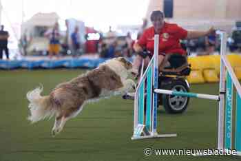 An behaalt goud op WK para agility: “De kers op de taart”