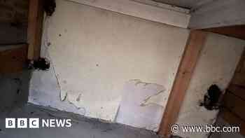 Rats chewing through house ceiling 'like horror movie'