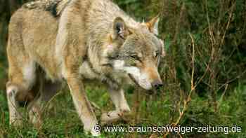Der siebte Fall: Wolfsburgs Süden wird zum Wolfsriss-Hotspot