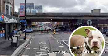 Woman offered 'tiny XL Bully' pup being sold from inside man's jumper in Croydon