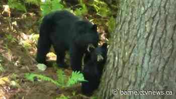 Huntsville school goes into hold and secure for 3rd time this week due to bears on property