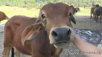 Unique cow cuddling experience draws visitors to farm in Caledon