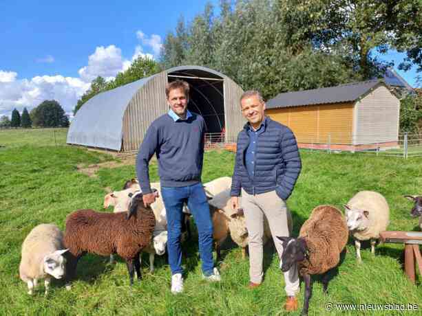 Boerenbond springt in de bres voor Lode en andere schapenhouders die zwaar getroffen zijn door blauwtongvirus: “Ik heb de voorbije weken gedacht om er mee te stoppen”