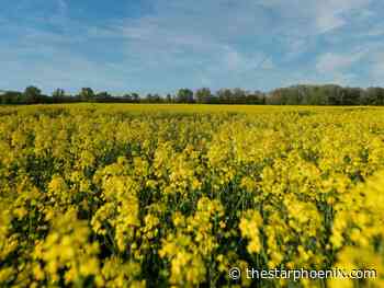 'We need this issue resolved:' Canola farmers weigh in on China's dumping investigation
