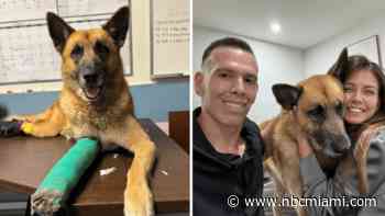 ‘Instantly fell in love': German shepherd mix who was hit by car finds new home in Miami-Dade