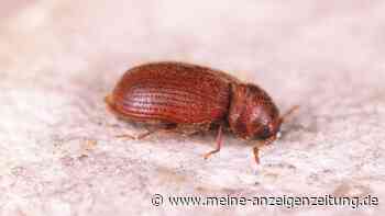 Brotkäfer verstecken sich an verrückten Stellen – nicht nur in der Küche