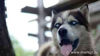 Freudentränen: Vermisster Hund taucht nach zwei Jahren wieder auf