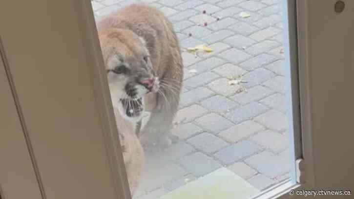 Cougar that killed cat on acreage near Calgary no longer in the area: Fish and Wildlife