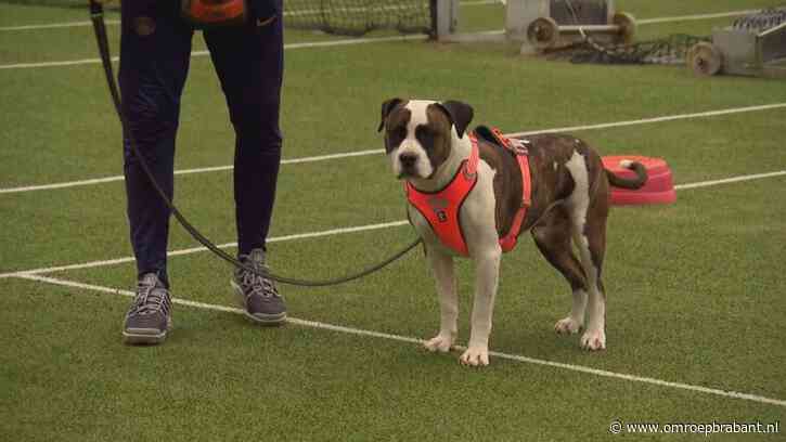 Tbs'ers trainen asielhonden: 'De hond is de spiegel voor de mens'