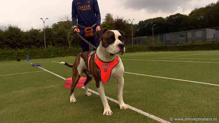 Asielhonden getraind door tbs'ers: 'Brengt me meer dan normale therapie'