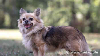 „Im Tierheim leidet sie sehr“: Hundeoma sucht letztes Zuhause für verbleibende Zeit