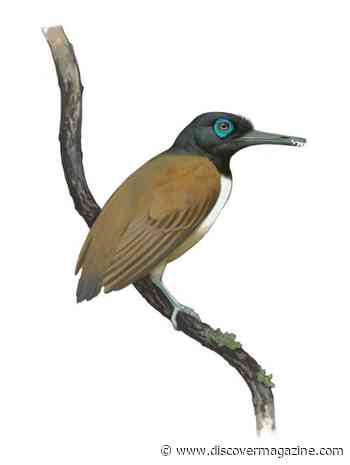 This Fossilized Prehistoric Bird With Teeth Likely Used Its Head as a Weapon