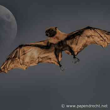 Vleermuisexcursie in het Alblasserbos