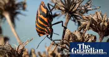 Week in wildlife in pictures: a rebellious kingfisher, golfing bobcats and a sex-mad marsupial