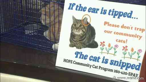 Feline Fall Festival assembles shelters for community cats