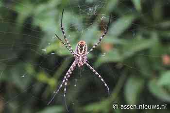 Spinnentijd aangebroken: Zijn er meer spinnen en lijken de harige spinnen dit jaar groter?