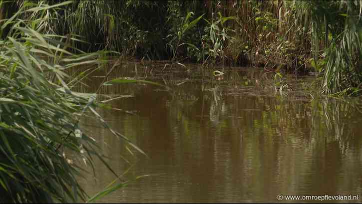 Lelystad - Nog steeds te veel PFOS in Meerkoetentocht, twee bodems in omgeving zijn verontreinigd
